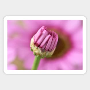 Argyranthemum Grandaisy Pink Marguerite Grandaisy Series Sticker